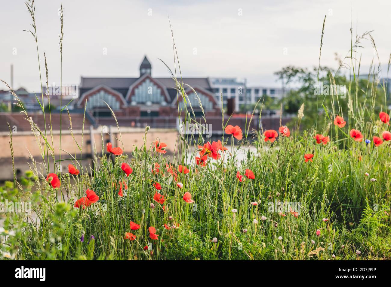 Germania, Amburgo, Poppies sulla riva del fiume con Deichtorhallen sullo sfondo Foto Stock