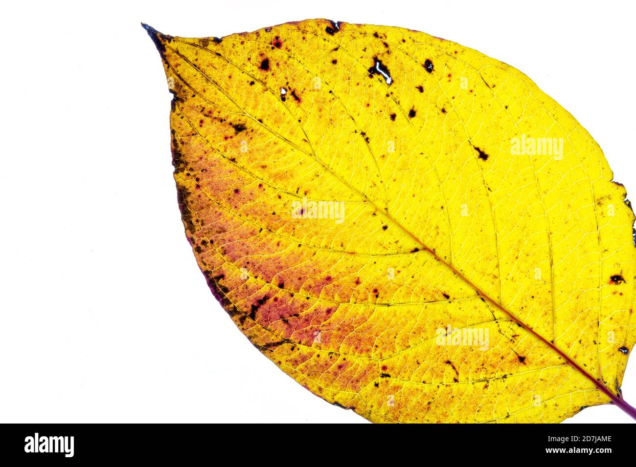 Astratto foglia d'autunno colorata su sfondo bianco Foto Stock
