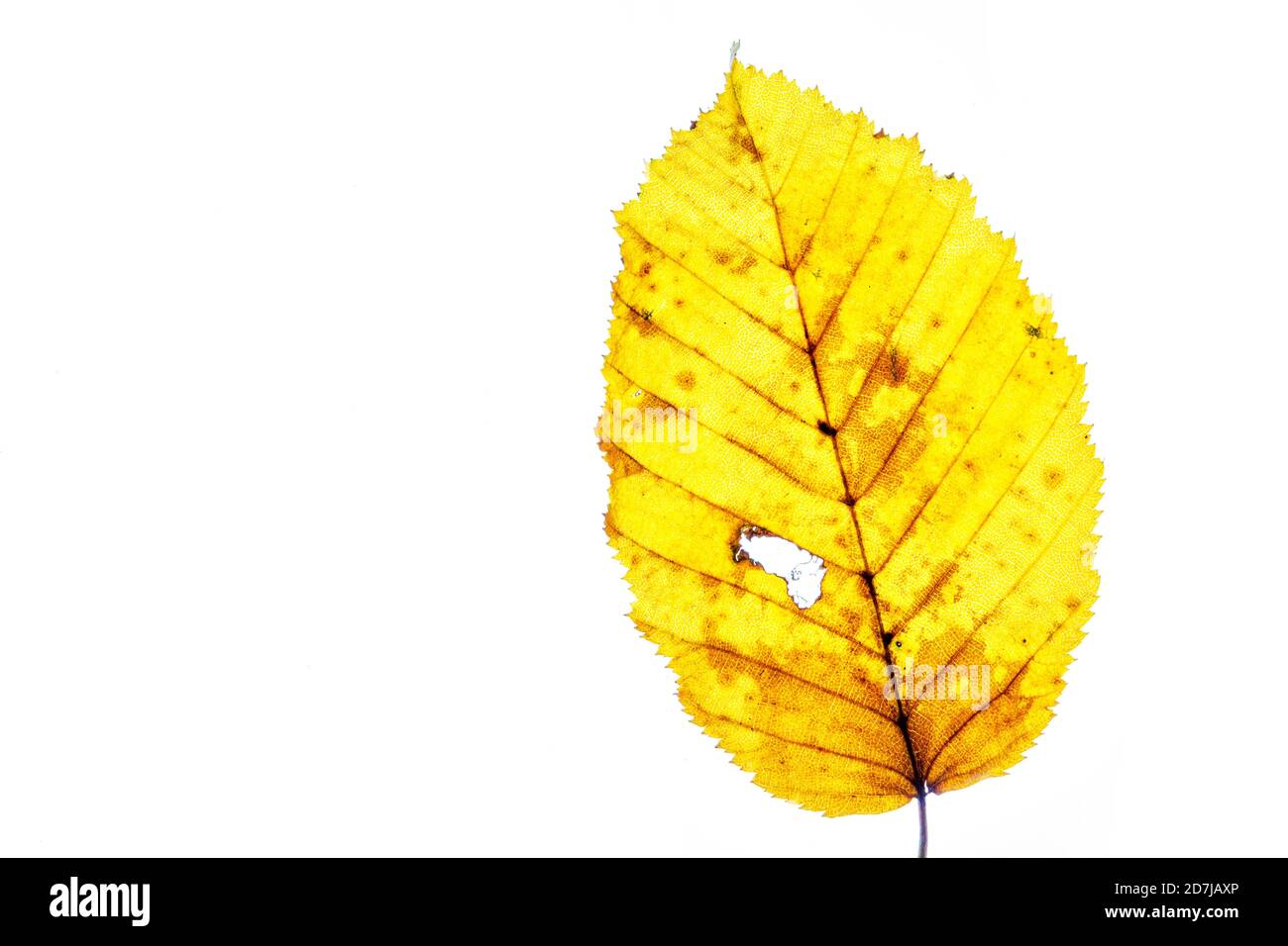 Astratto foglia d'autunno colorata su sfondo bianco Foto Stock