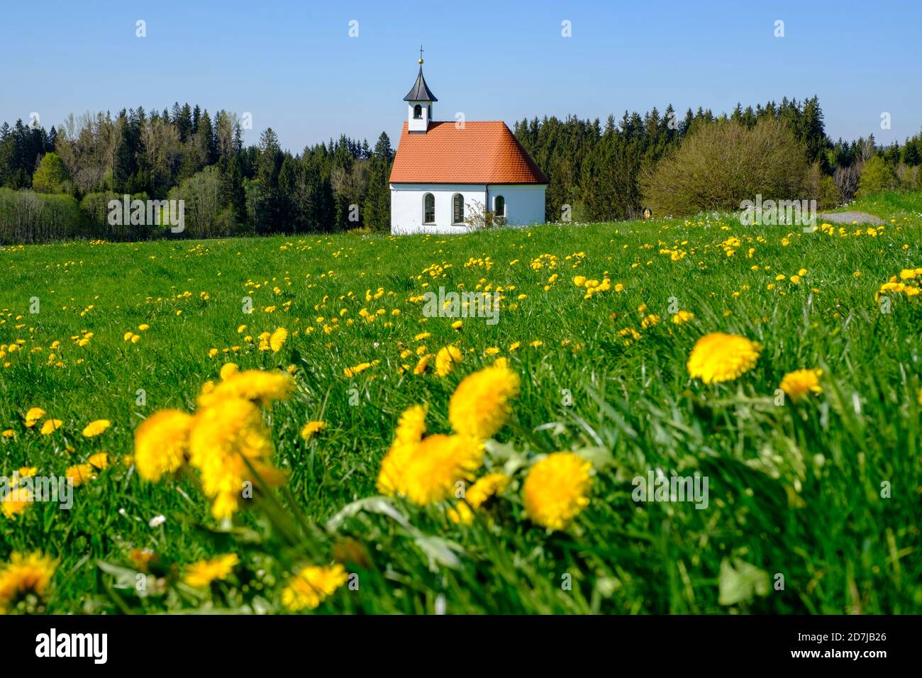 Germania, Baviera, Sulzberg, Prato di primavera di fronte a Marienkapelle Foto Stock