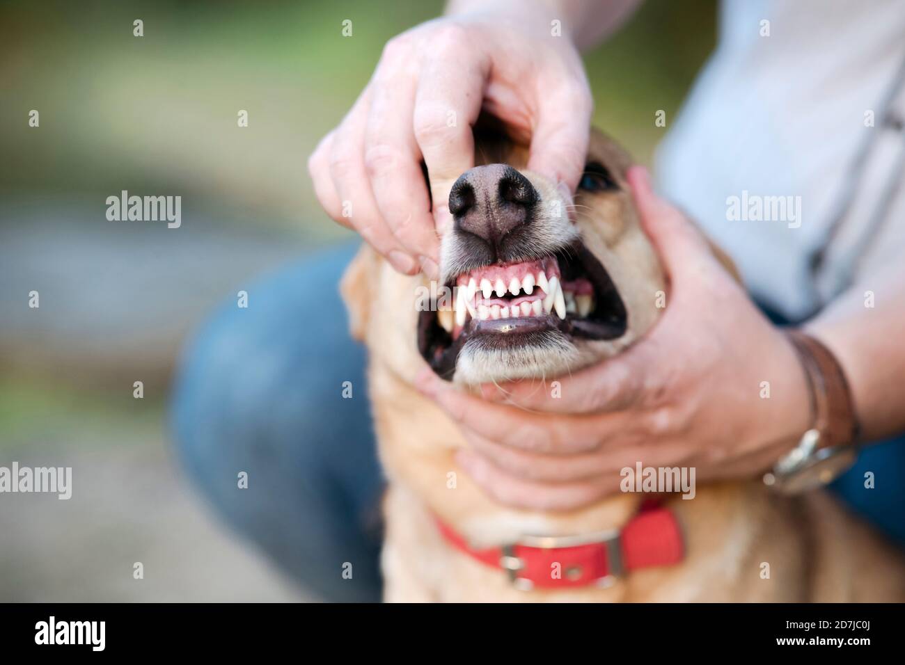 Sezione centrale dell'uomo che mostra i denti del cane Foto Stock