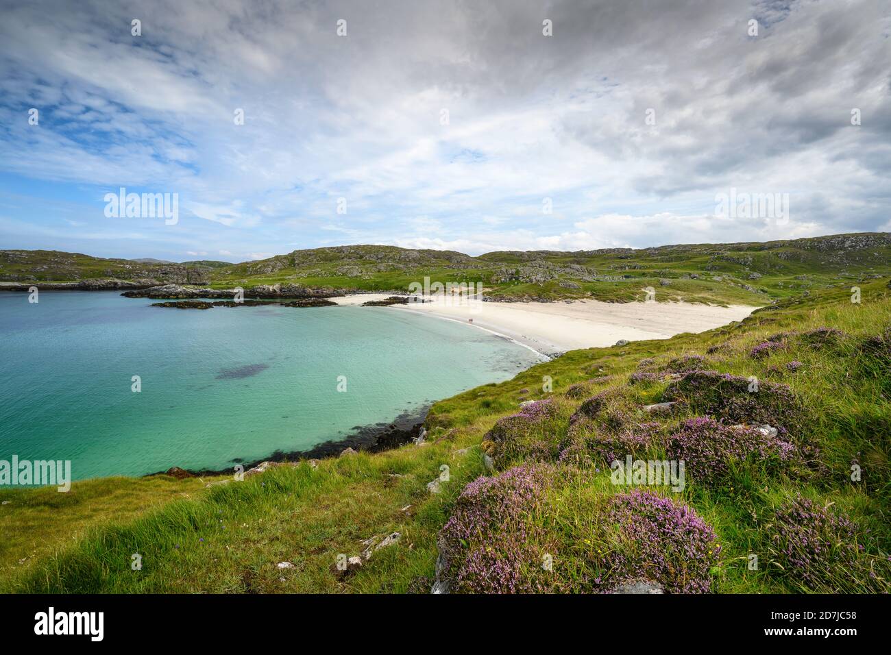 Regno Unito, Scozia, fiori selvatici in fiore di fronte a Bostadh Beach Foto Stock