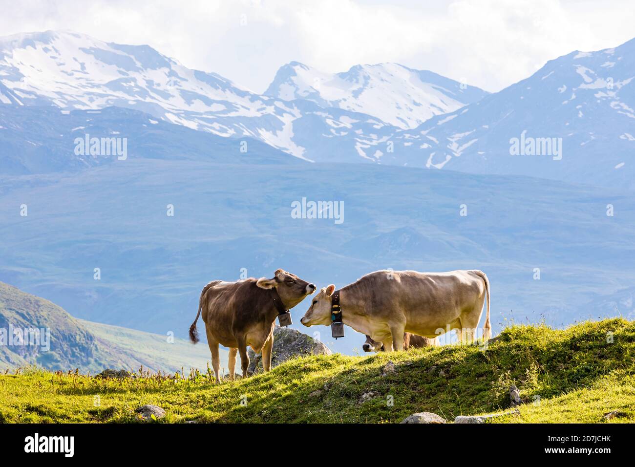 Due mucche pascolano nelle Alpi svizzere Foto Stock