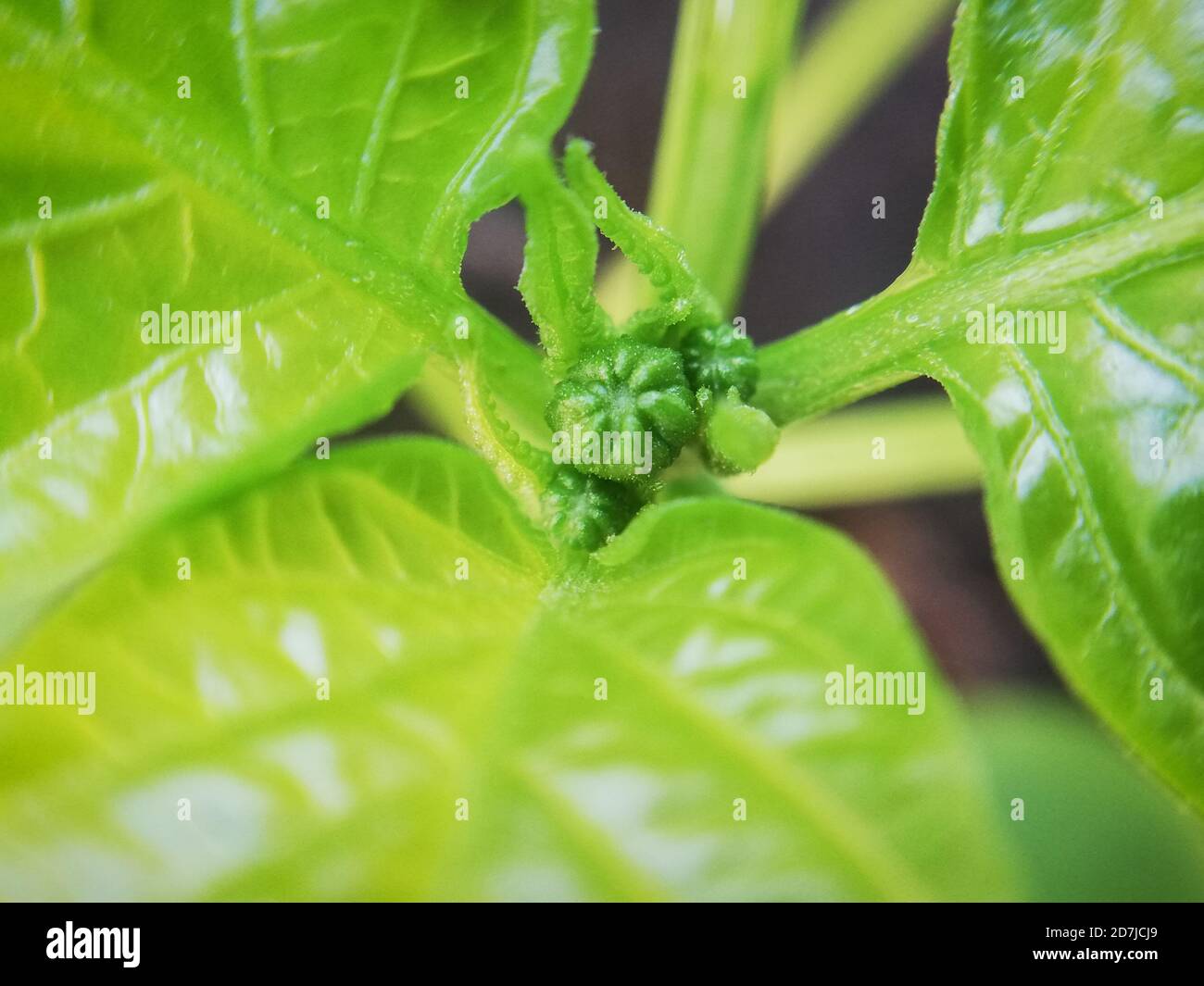fiore germoglio di peperoni, macrofotografia Foto Stock