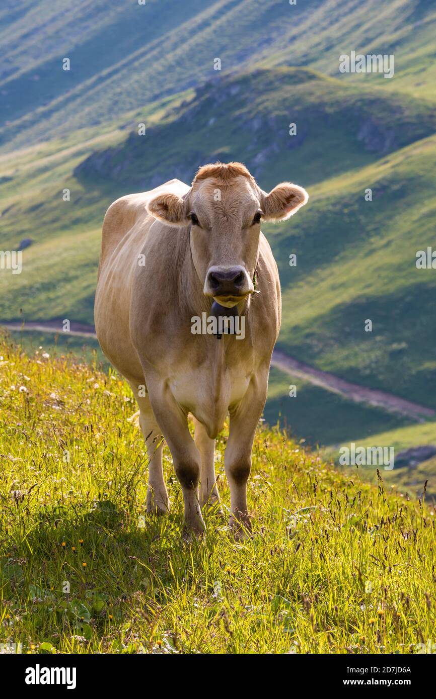Ritratto di mucca marrone che indossa campana di mucca in piedi all'aperto Foto Stock