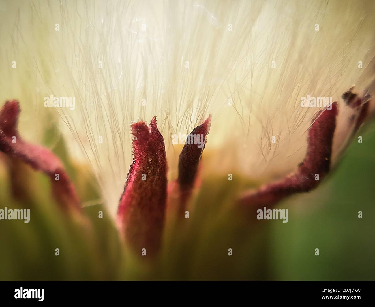 Fiore soffice in primo piano crescendo in giardino, macrofotografia Foto Stock