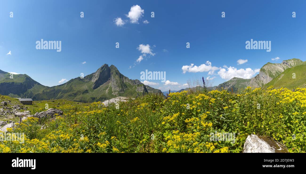 Ragwart di legno (Senecio ovatus) Fiorire nel prato estivo con la montagna Hofats sullo sfondo Foto Stock