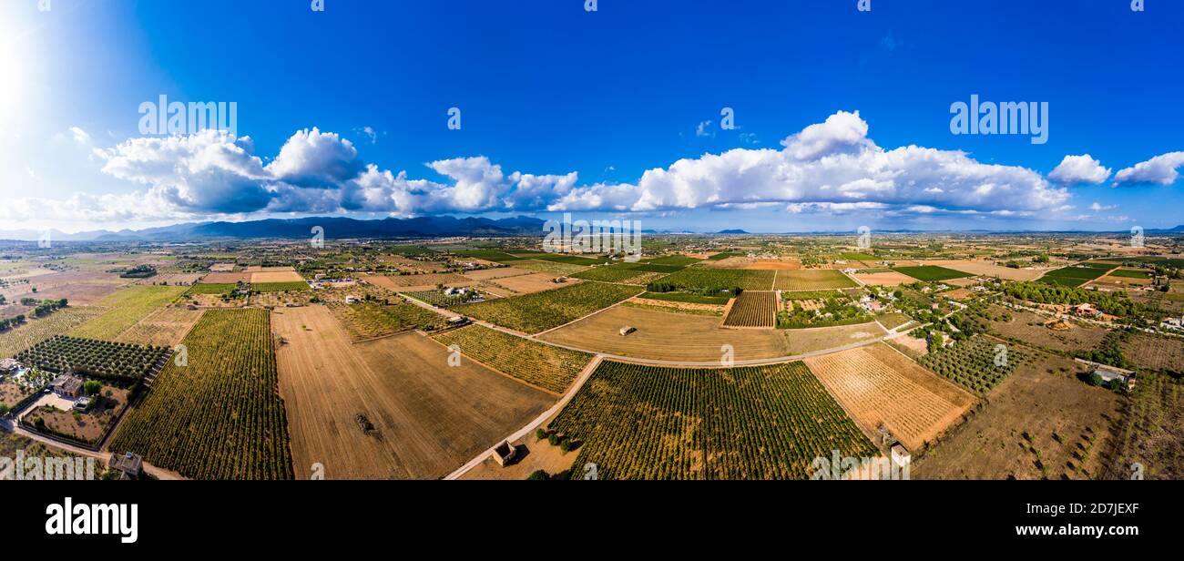 Vista panoramica dei campi di ulivi contro il cielo nuvoloso in giornata di sole, Maiorca, Spagna Foto Stock