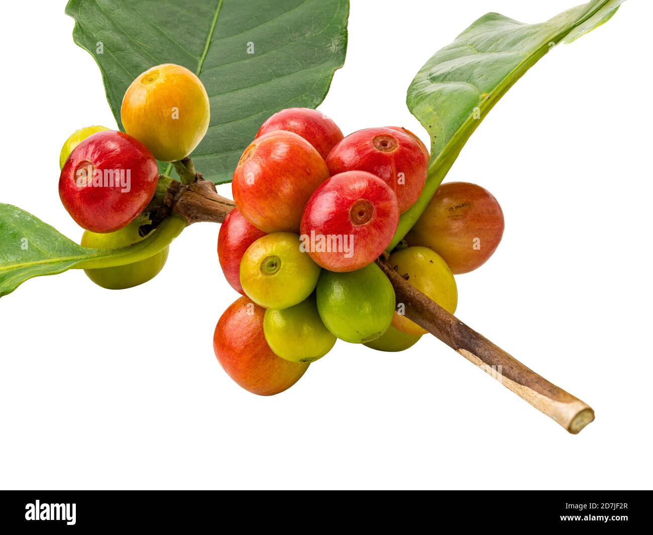 Mazzetto di frutta al caffè con foglia isolata su sfondo bianco con percorso di ritaglio. A volte la frutta del caffè è chiamata ciliegia del caffè. Il colore del coff maturo Foto Stock