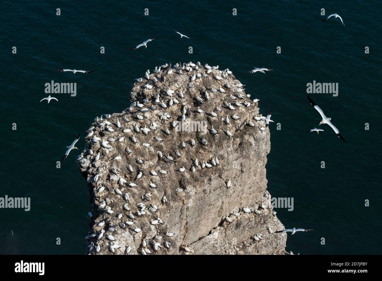 Northern gannet (Morus bassanus), Bempton Cliffs North Yorkshire Foto Stock