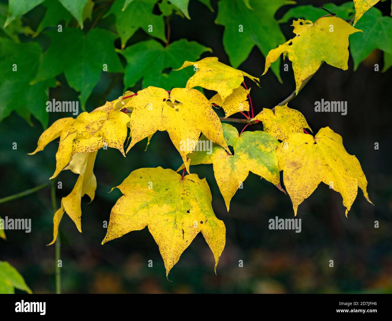 Acer parte in autunno, Thorpre Perrow Arboretum, vicino a Bedale, North Yorkshire, Inghilterra Foto Stock