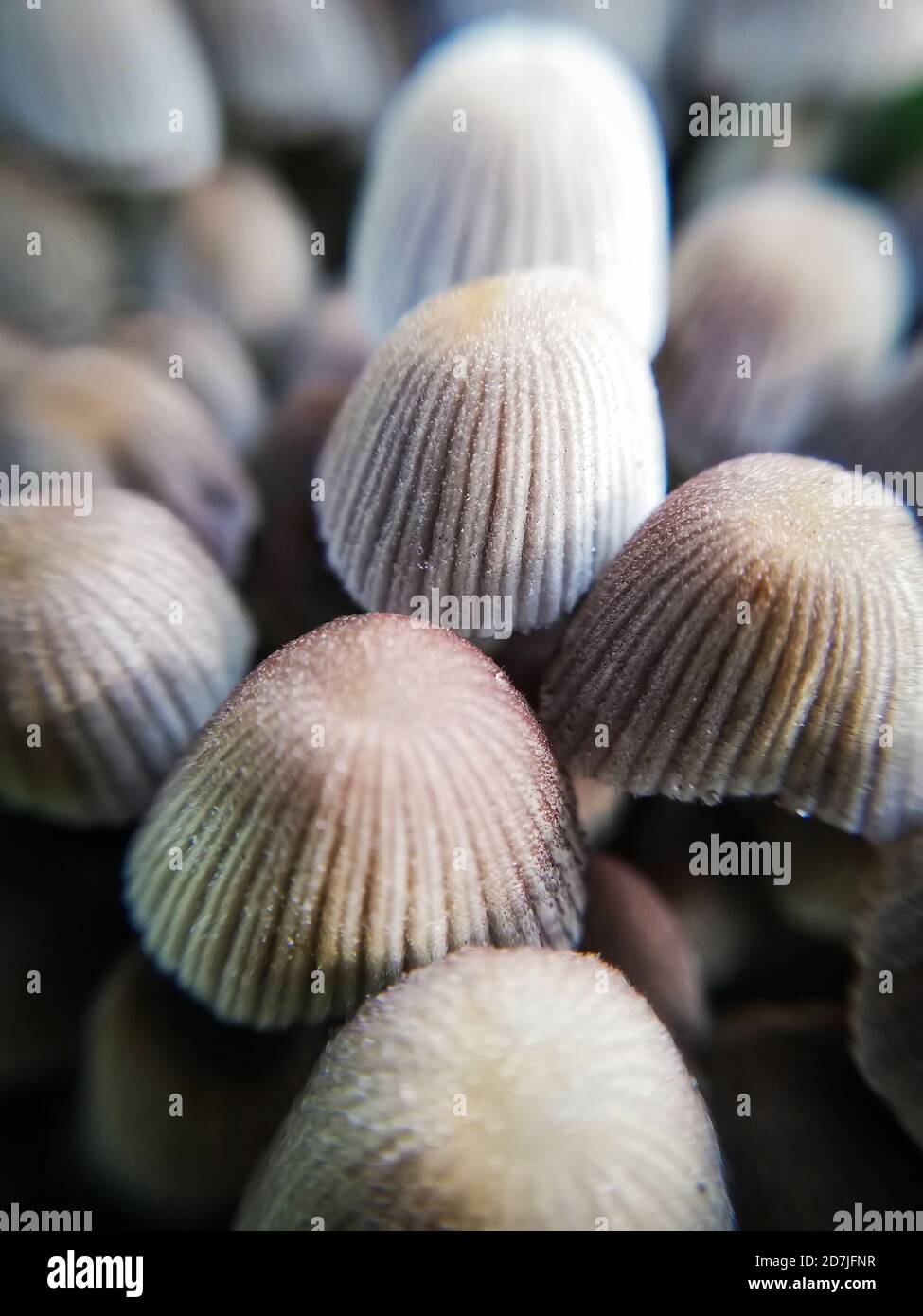 piccoli funghi gonne nella foresta, autunno, macrofotografia Foto Stock