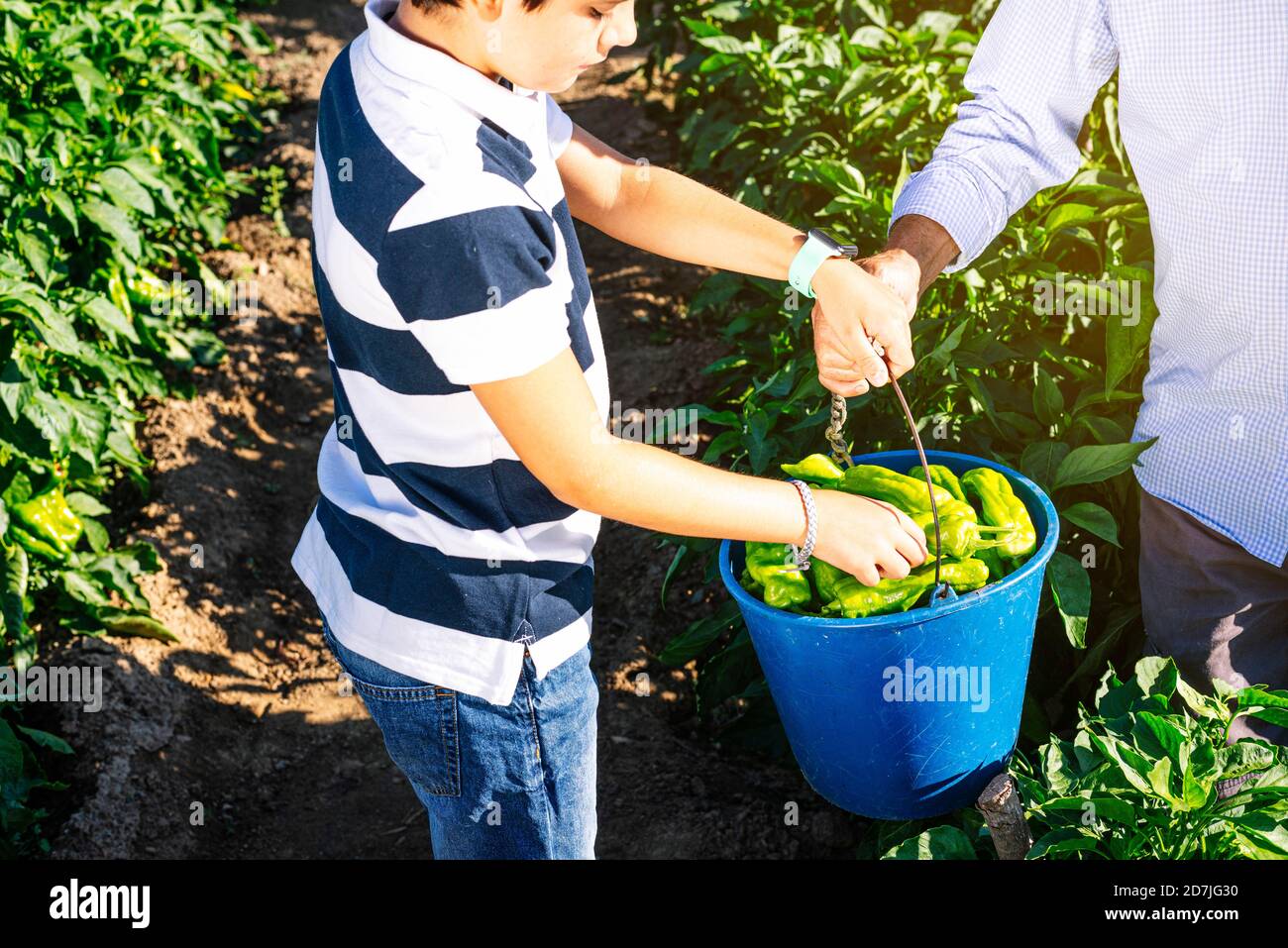 Ragazzo che raccoglie i peperoni in secchio tenuto dal nonno alla verdura giardino Foto Stock