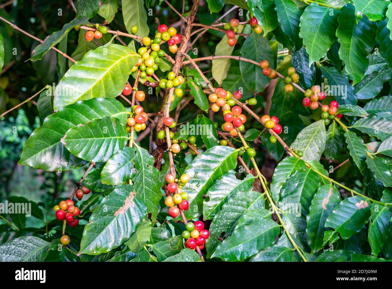 Mazzo di frutta colorata del caffè arabica su rami di albero del caffè. La frutta del caffè contiene una grande quantità di caffeina. Grazie al colore del caffè maturo Foto Stock