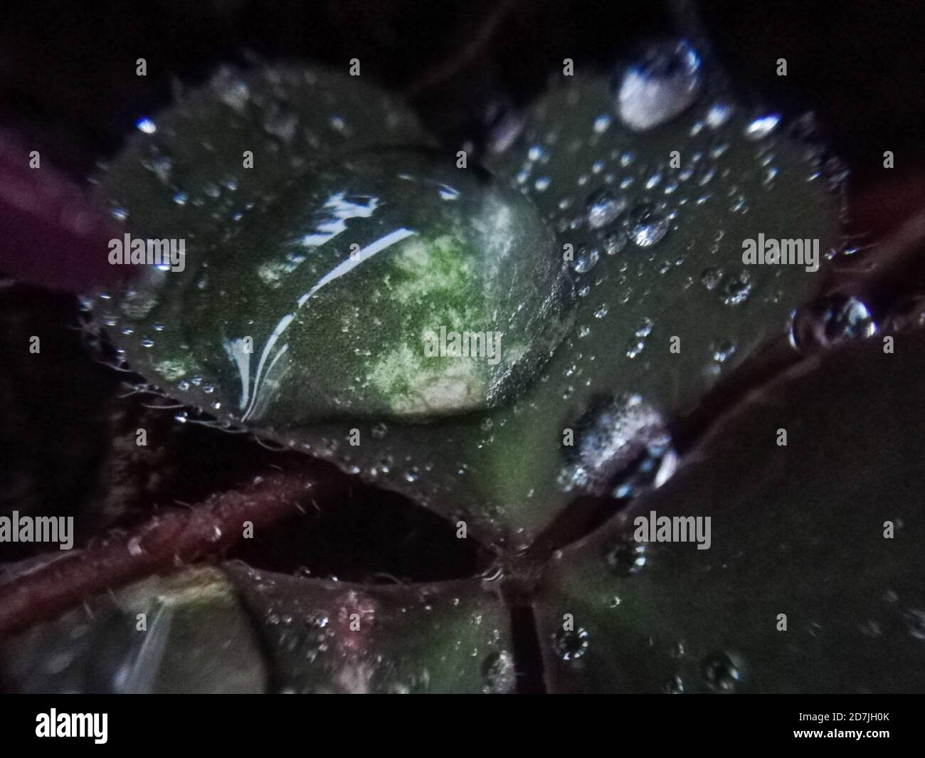 Goccia di pioggia su una foglia di trifoglio, macrofotografia Foto Stock