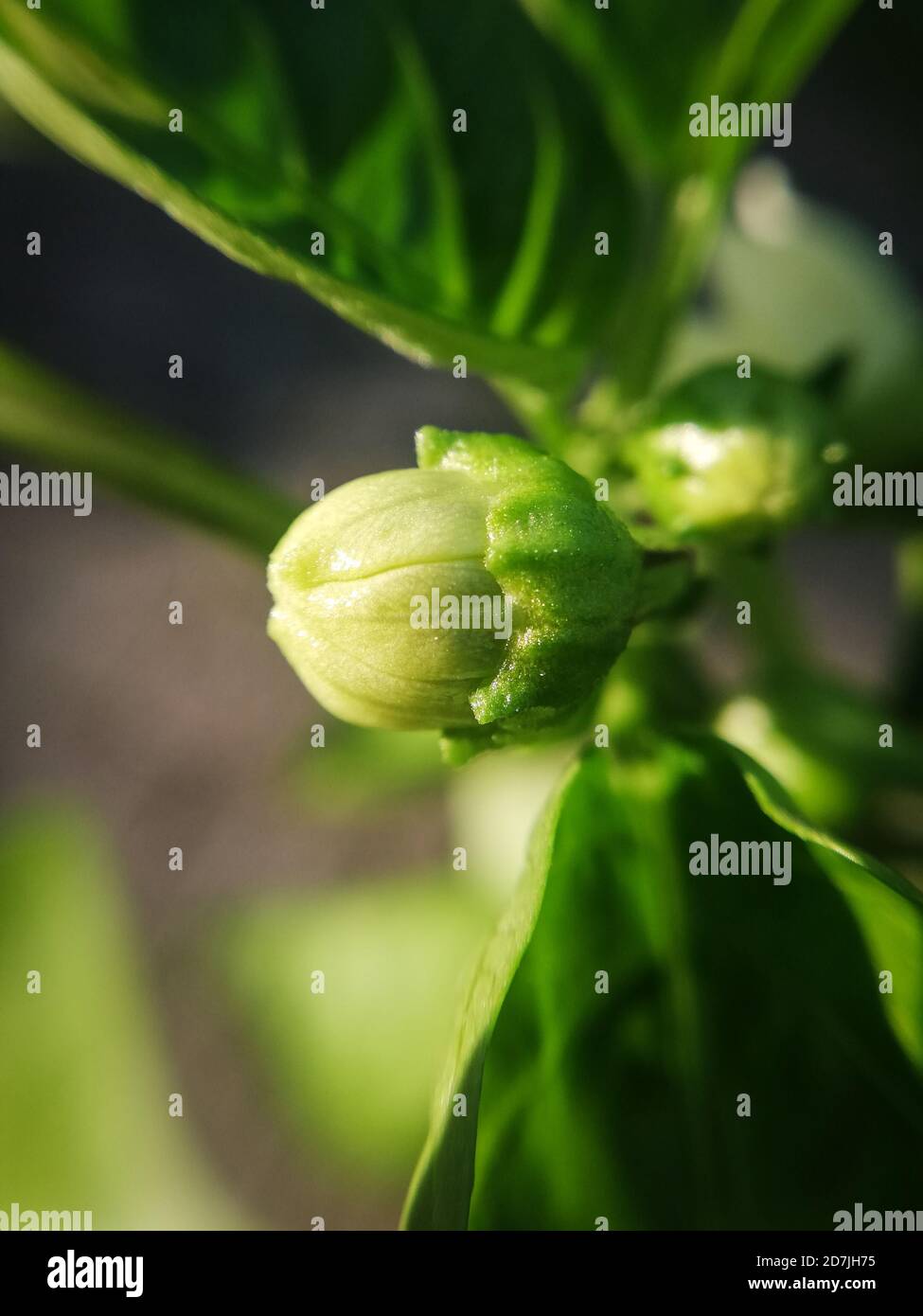 Germoglio di un fiore di peperoncino in primo piano, macrofotografia Foto Stock