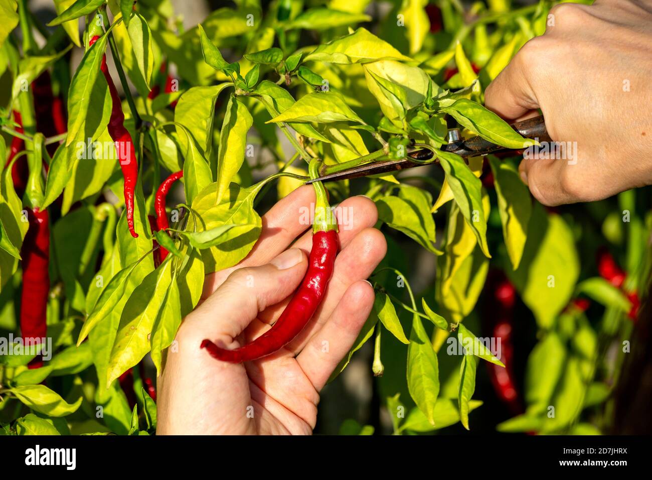 Harvesting chili immagini e fotografie stock ad alta risoluzione - Alamy