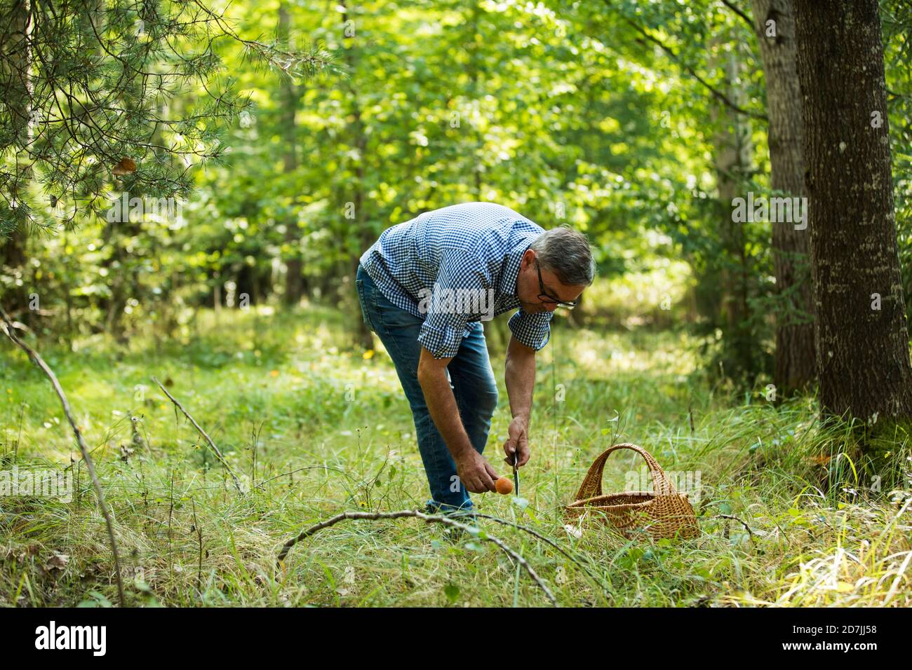 Uomo maturo raccogliendo funghi in foresta Foto Stock