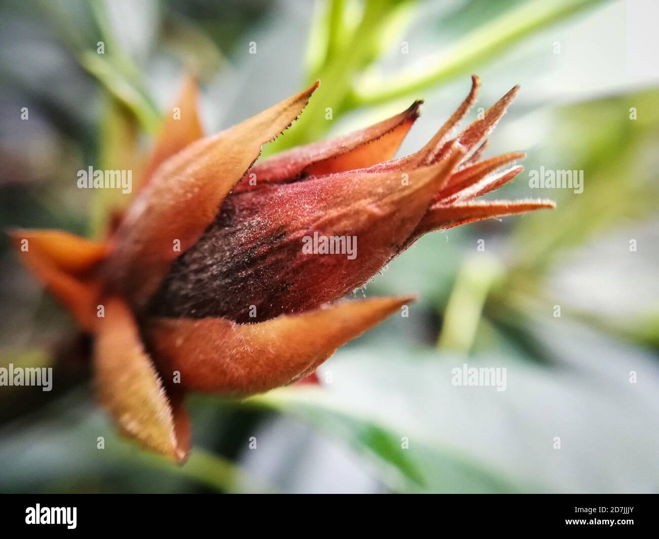 Rododendro secco massimo, Grande Rododeno, Grande alloro, macrofotografia Foto Stock