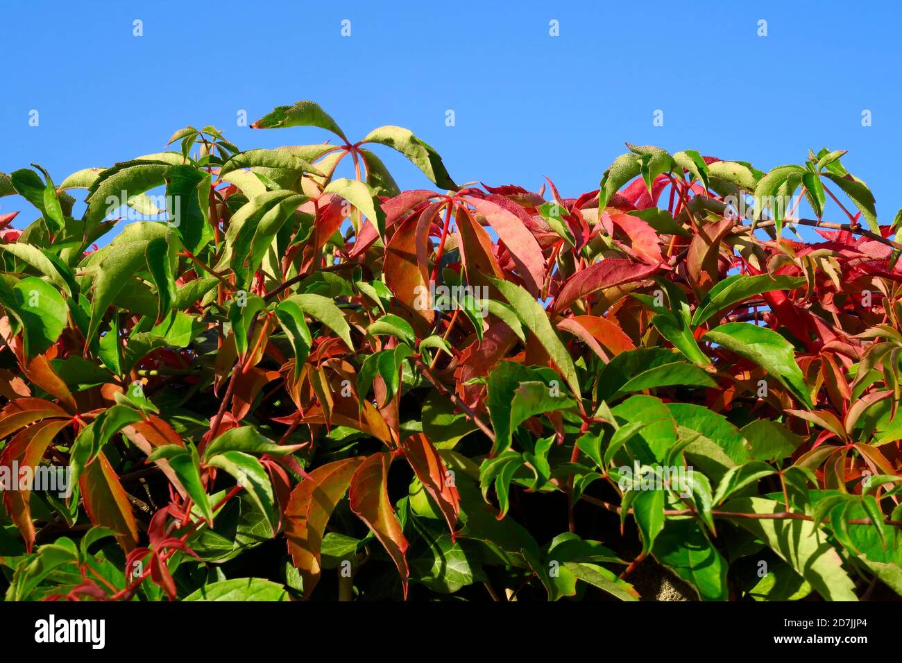 Foglia di vite selvaggia contro il cielo limpido Foto Stock