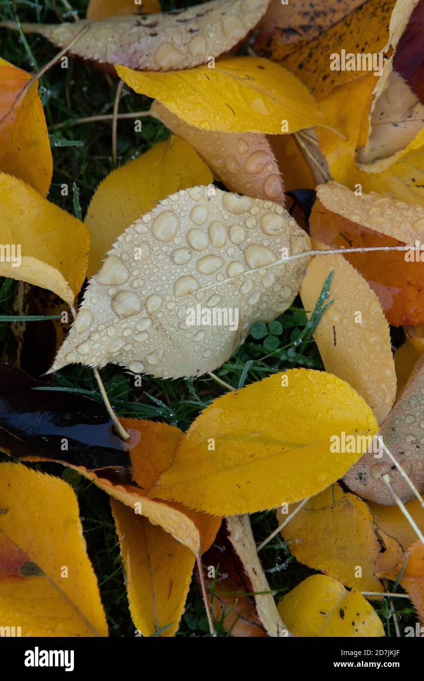 Il colorato autunno parte a terra presso i Royal Botanic Gardens, (Kew Gardens), Kew, Londra Foto Stock