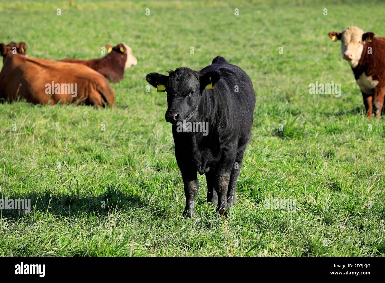 Giovane toro Aberdeen angus pascolando in campo verde tra i bovini. Foto Stock