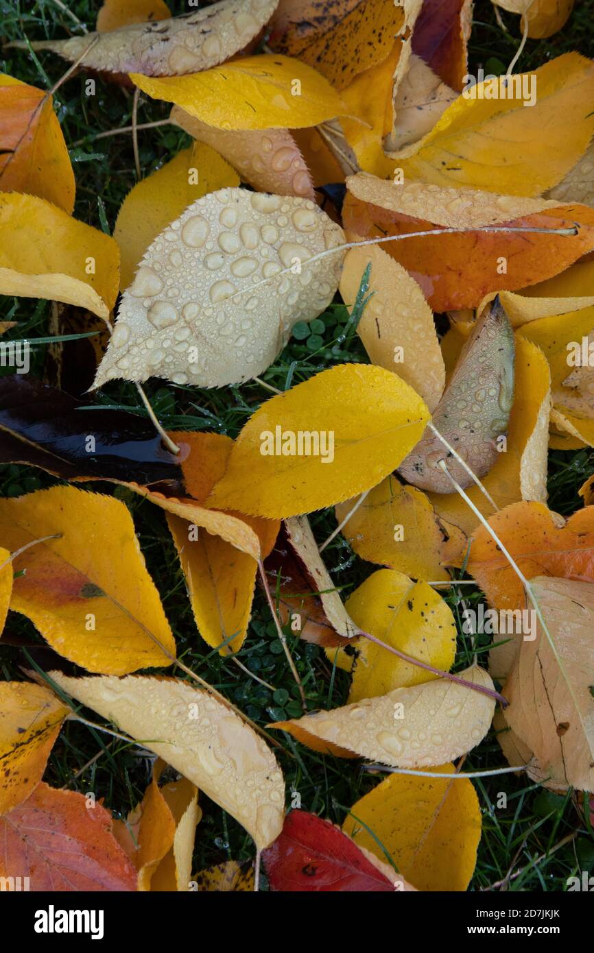 Il colorato autunno parte a terra presso i Royal Botanic Gardens, (Kew Gardens), Kew, Londra Foto Stock