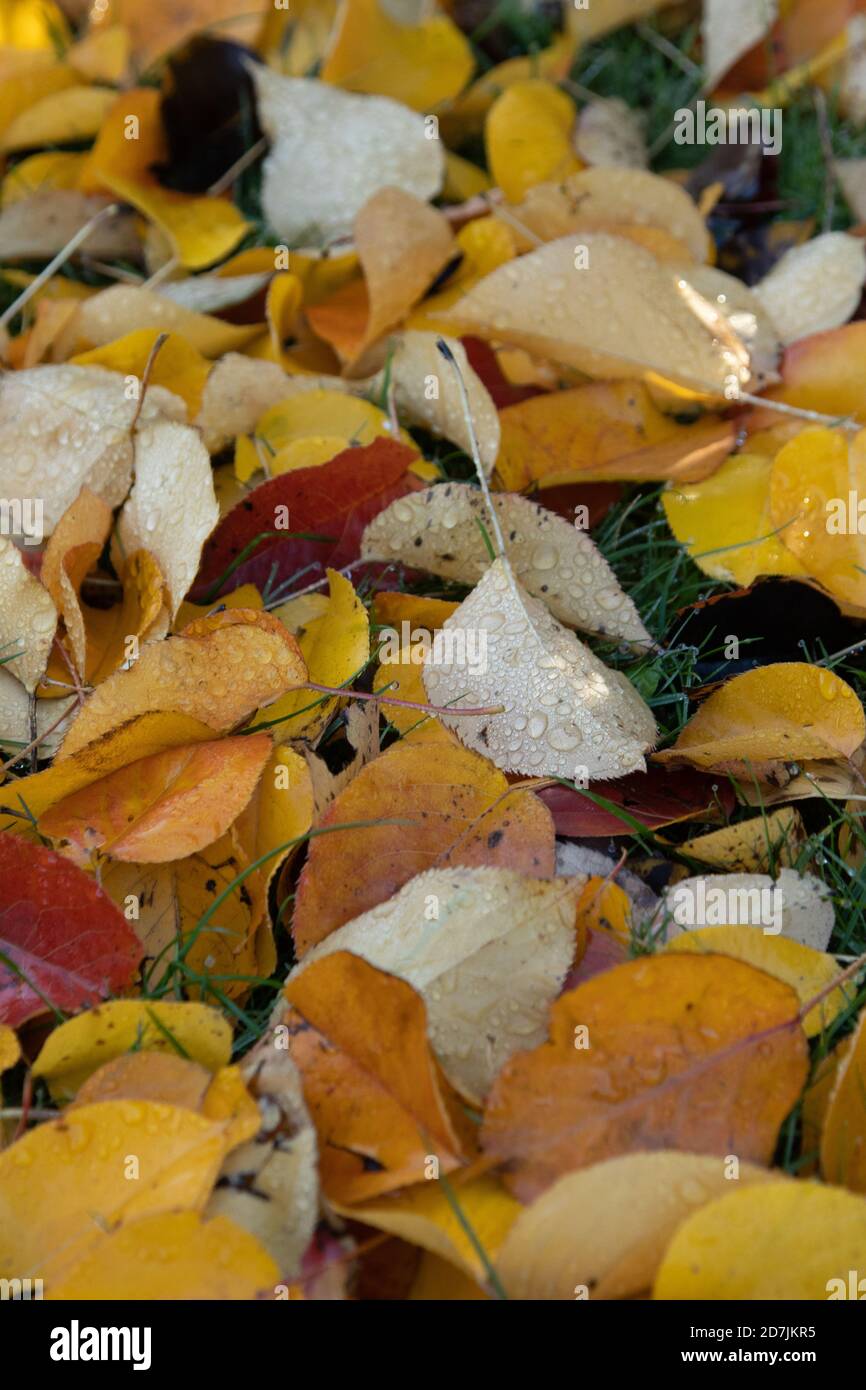 Il colorato autunno parte a terra presso i Royal Botanic Gardens, (Kew Gardens), Kew, Londra Foto Stock