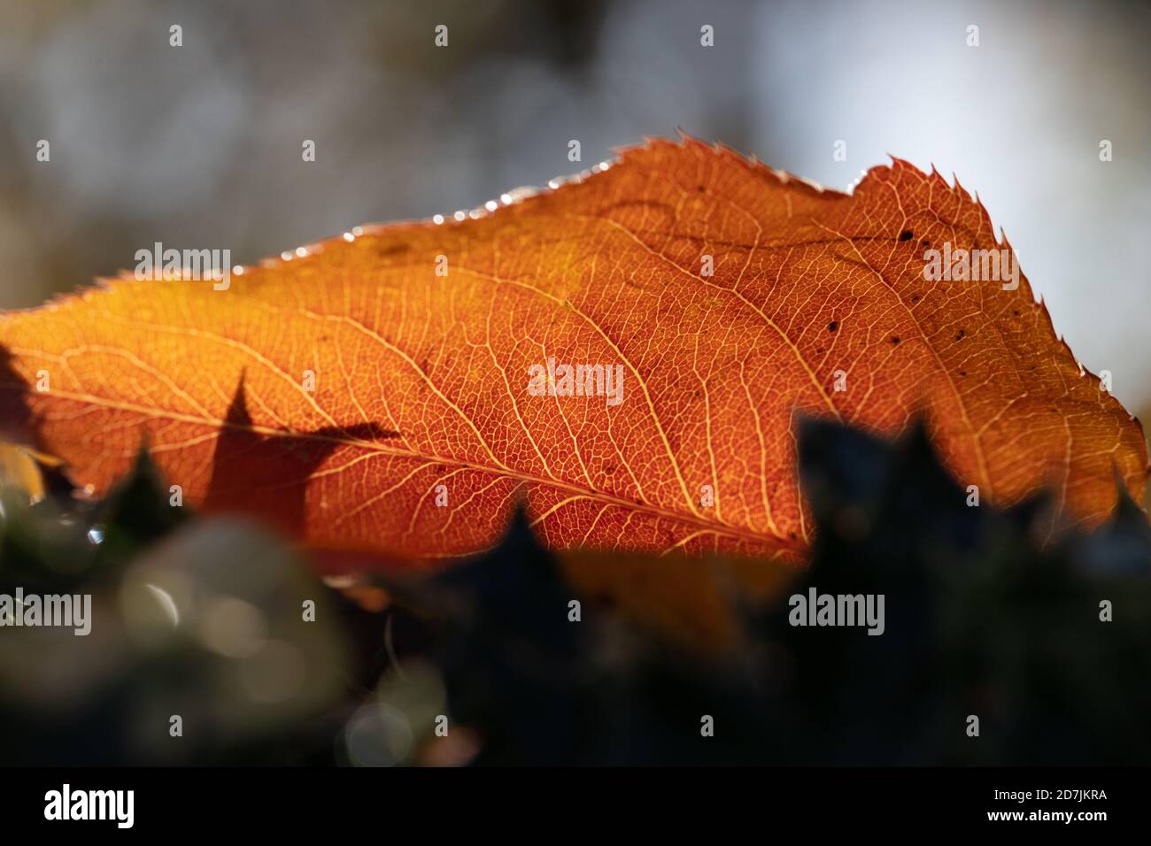 Il colorato autunno parte a terra presso i Royal Botanic Gardens, (Kew Gardens), Kew, Londra Foto Stock