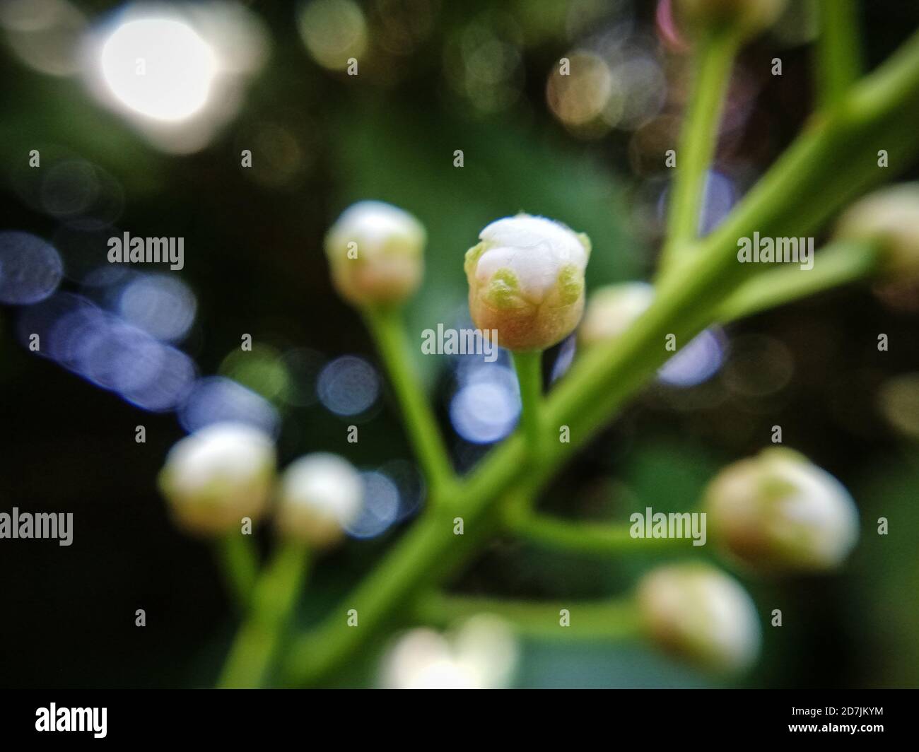 germogli bianchi poco morbidi su una pianta dell'albero, macrofotografia Foto Stock
