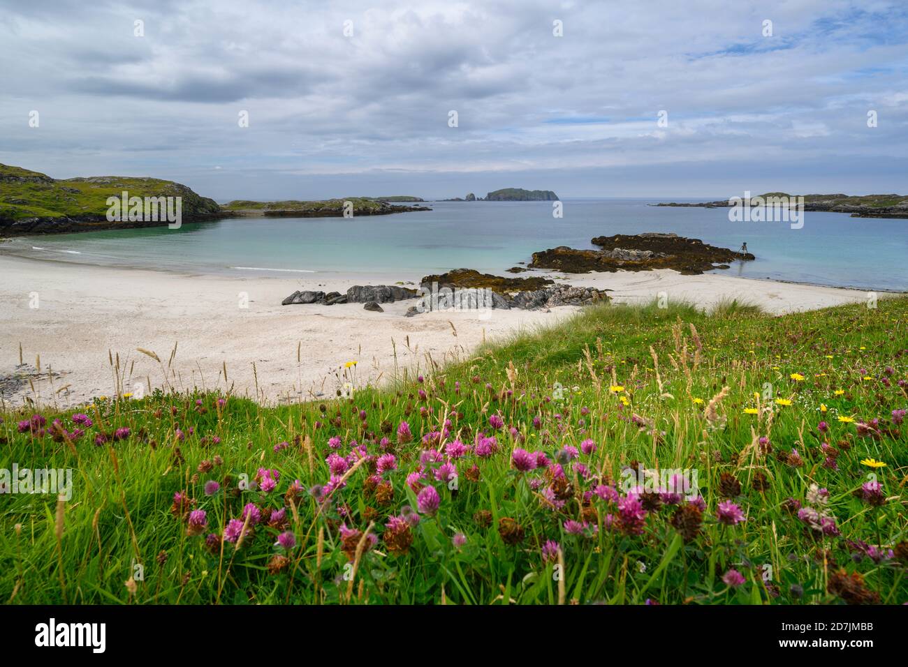 Regno Unito, Scozia, fiori selvatici in fiore di fronte a Bostadh Beach Foto Stock