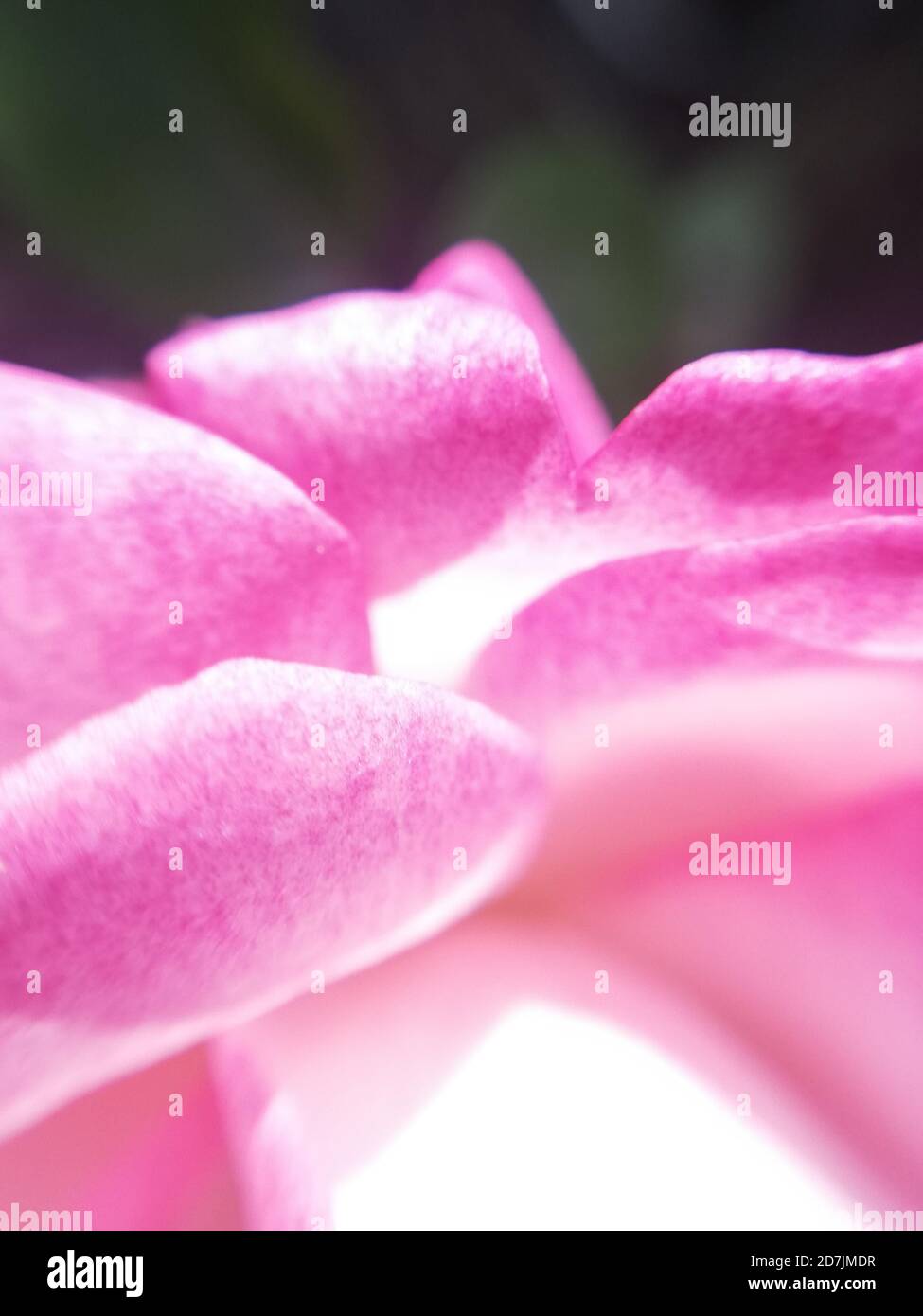 Petali rosa di una rosa al sole, macrofotografia Foto Stock