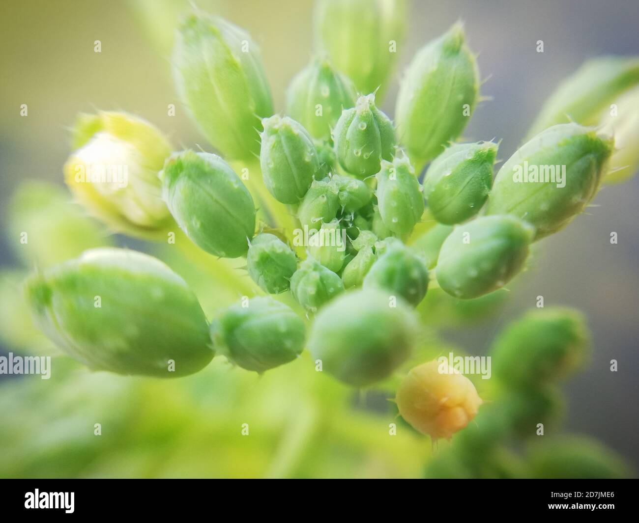 Gemme di una pianta ravastra, macrofotografia Foto Stock
