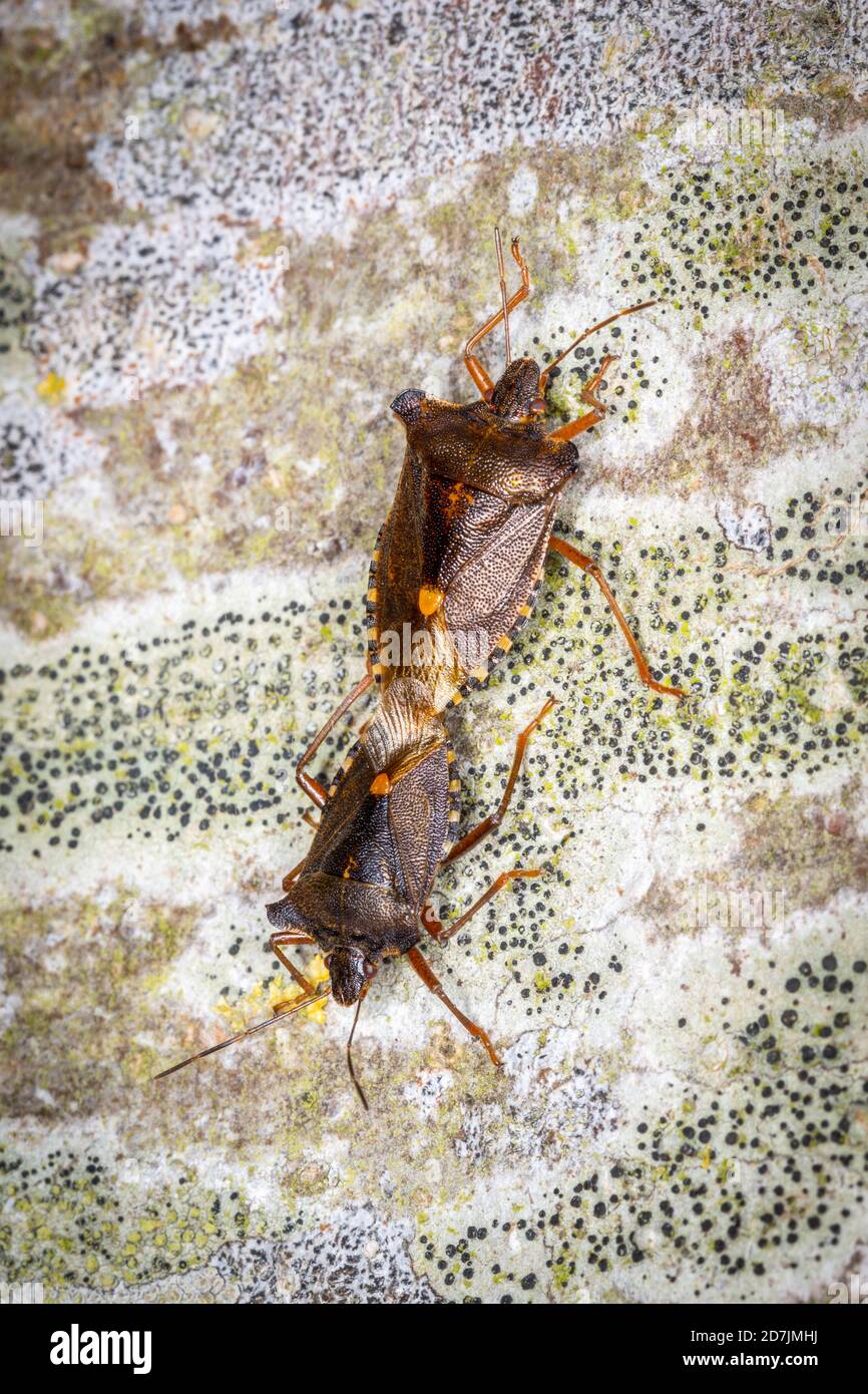 Accoppiamento di bug schermati con le gambe rosse Foto Stock