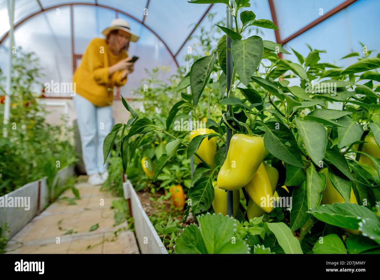 Donna che fotografa pianta vegetale mentre si è in piedi a serra Foto Stock