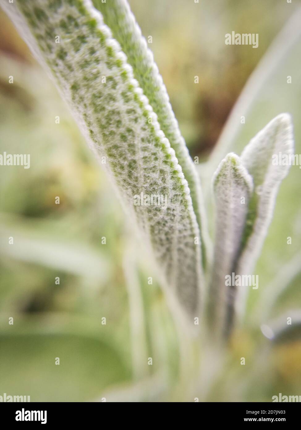 Foglie di salvia in primo piano, macrofotografia Foto Stock