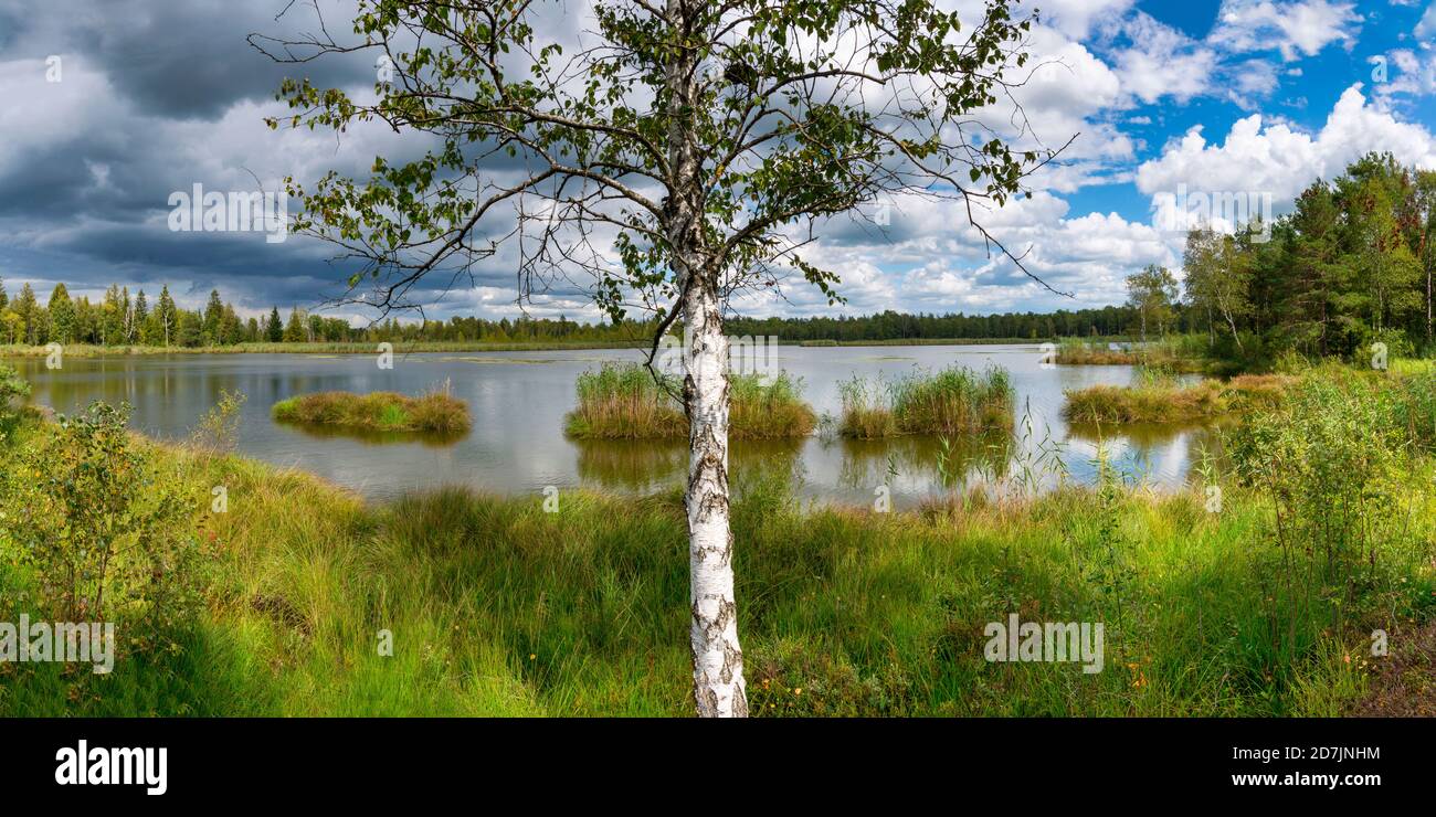 Germania, Baden-Wurttemberg, Bad Wurzach, Birch albero che cresce sulla riva erbosa del lago Riedsee nella riserva naturale di Wurzacher Ried Foto Stock