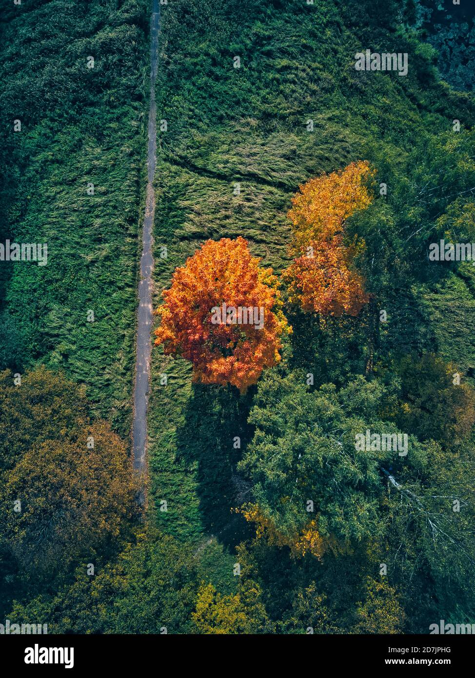 Drone vista di arancio autunno albero da sentiero su soleggiato giorno Foto Stock