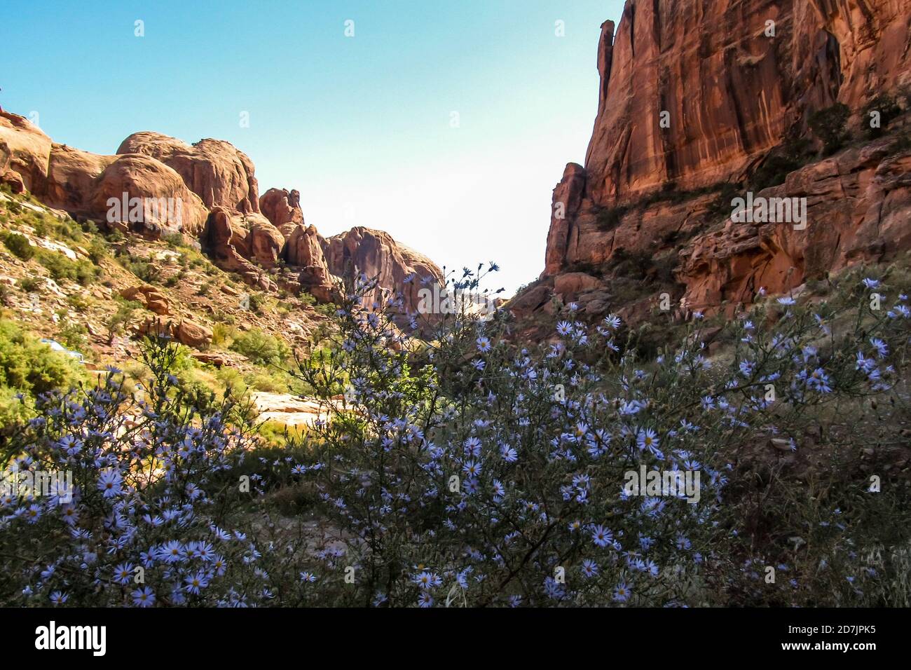 Vista a bordo strada delle scogliere di arenaria all'estremità occidentale della valle del castello, con fiori selvatici in alta stagione in primo piano, fotografati nello Utah, USA Foto Stock