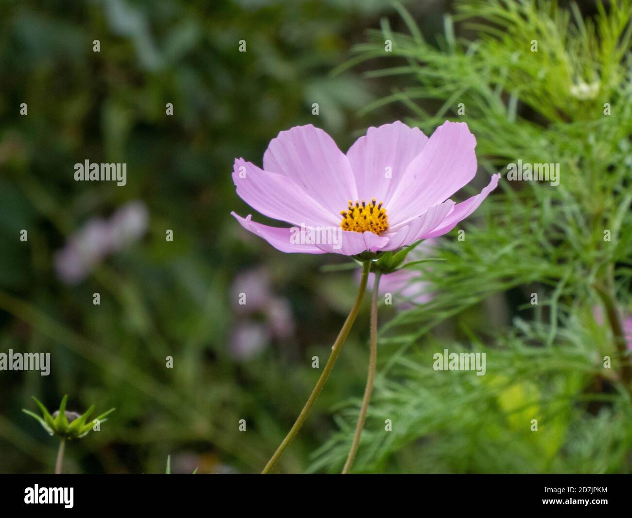 un giardino cosmo rosa luminoso Foto Stock