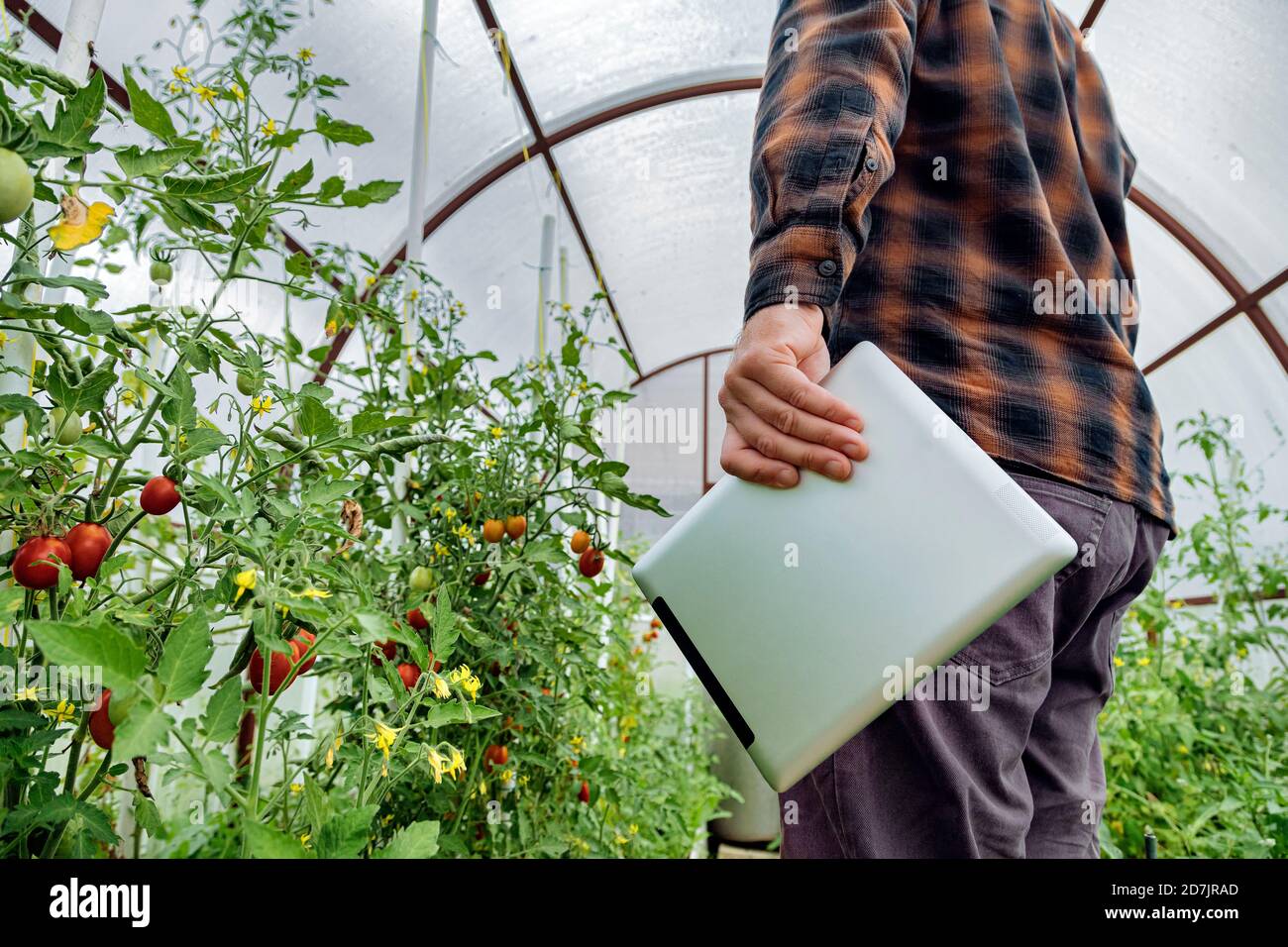 Ambientalista che tiene un tablet digitale mentre esamina l'impianto di Greenhouse Foto Stock