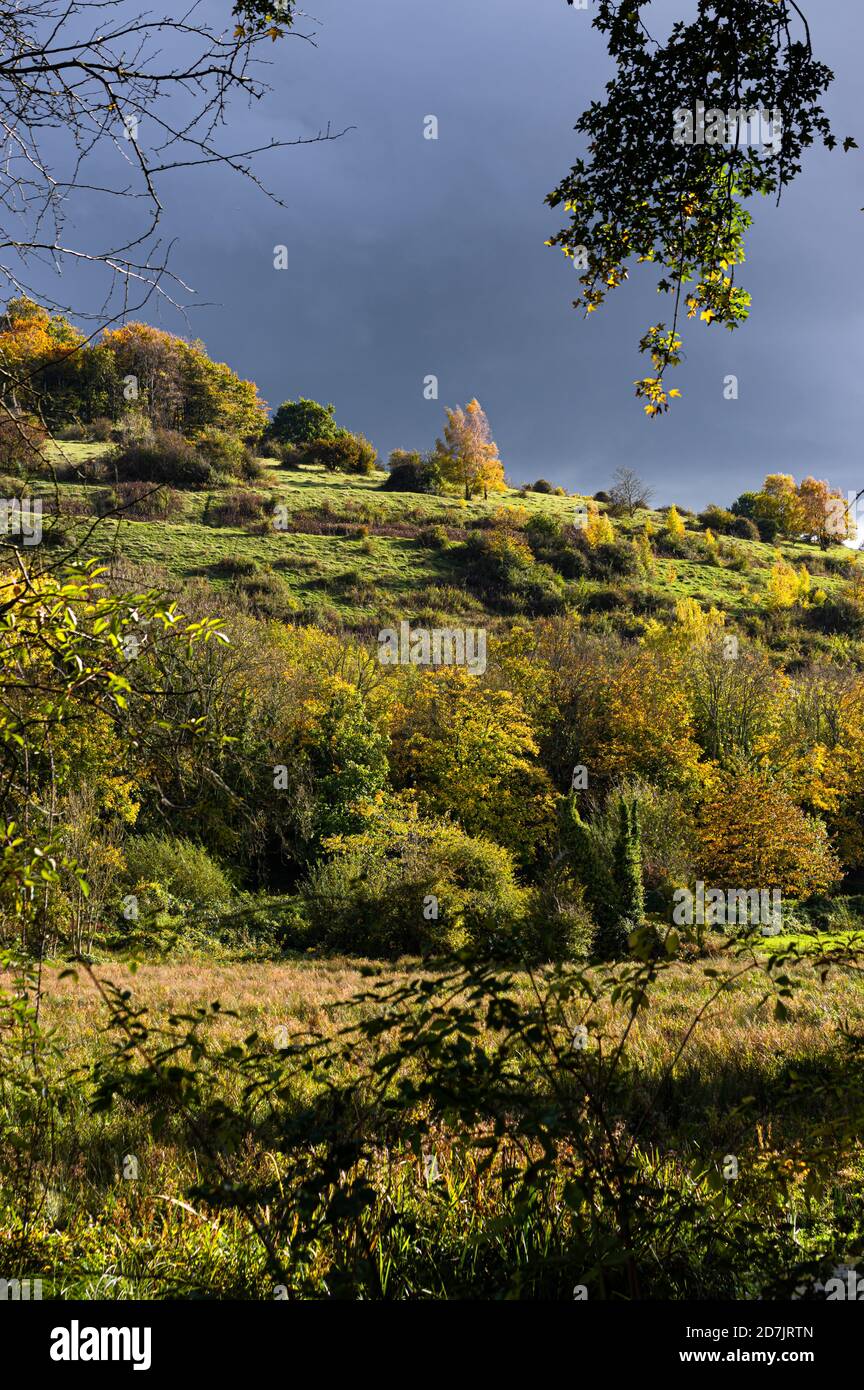 La luce solare del tardo pomeriggio in autunno proietta una luce vivida sugli alberi e sulle piante sulla collina di Santa Caterina a Winchester, Hampshire, Inghilterra. Foto Stock