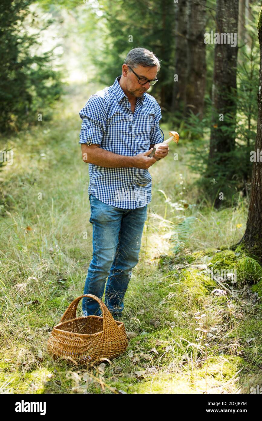 Uomo maturo che guarda i funghi mentre si trova in piedi nella foresta Foto Stock