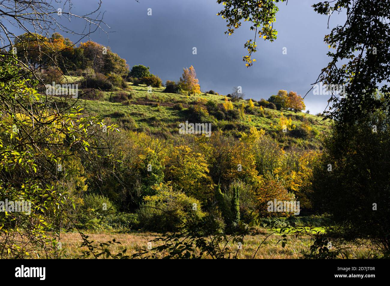 La luce solare del tardo pomeriggio in autunno proietta una luce vivida sugli alberi e sulle piante sulla collina di Santa Caterina a Winchester, Hampshire, Inghilterra. Foto Stock