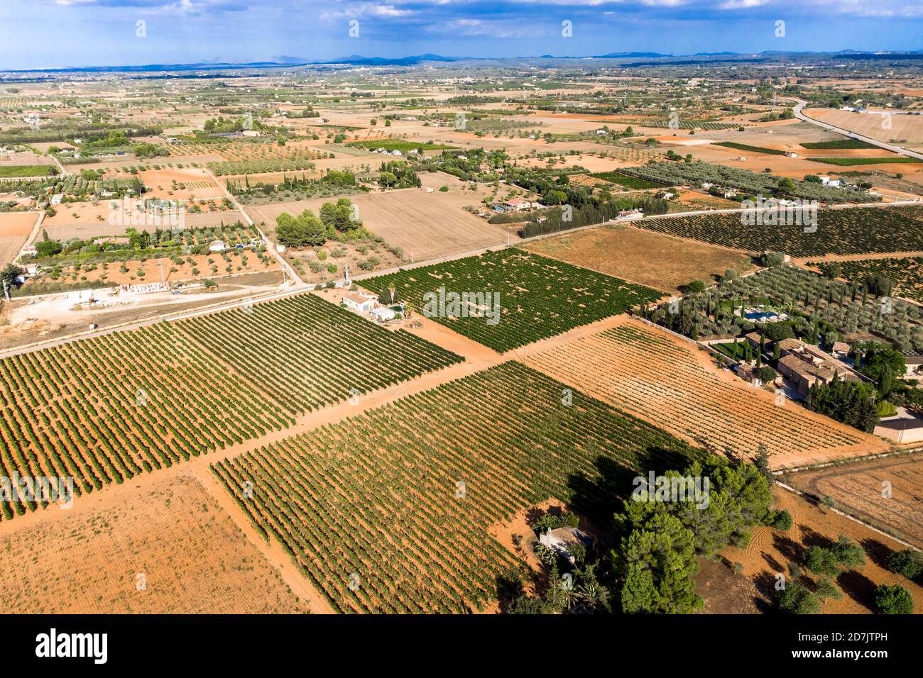 Vista aerea dei campi di ulivo in giornata di sole, Maiorca, Spagna Foto Stock