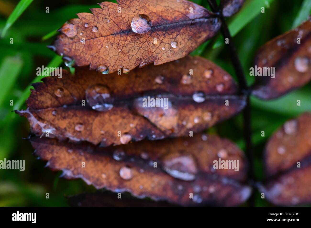 Foglie di Rowan Tree - colori autunnali con gocce di pioggia Foto Stock