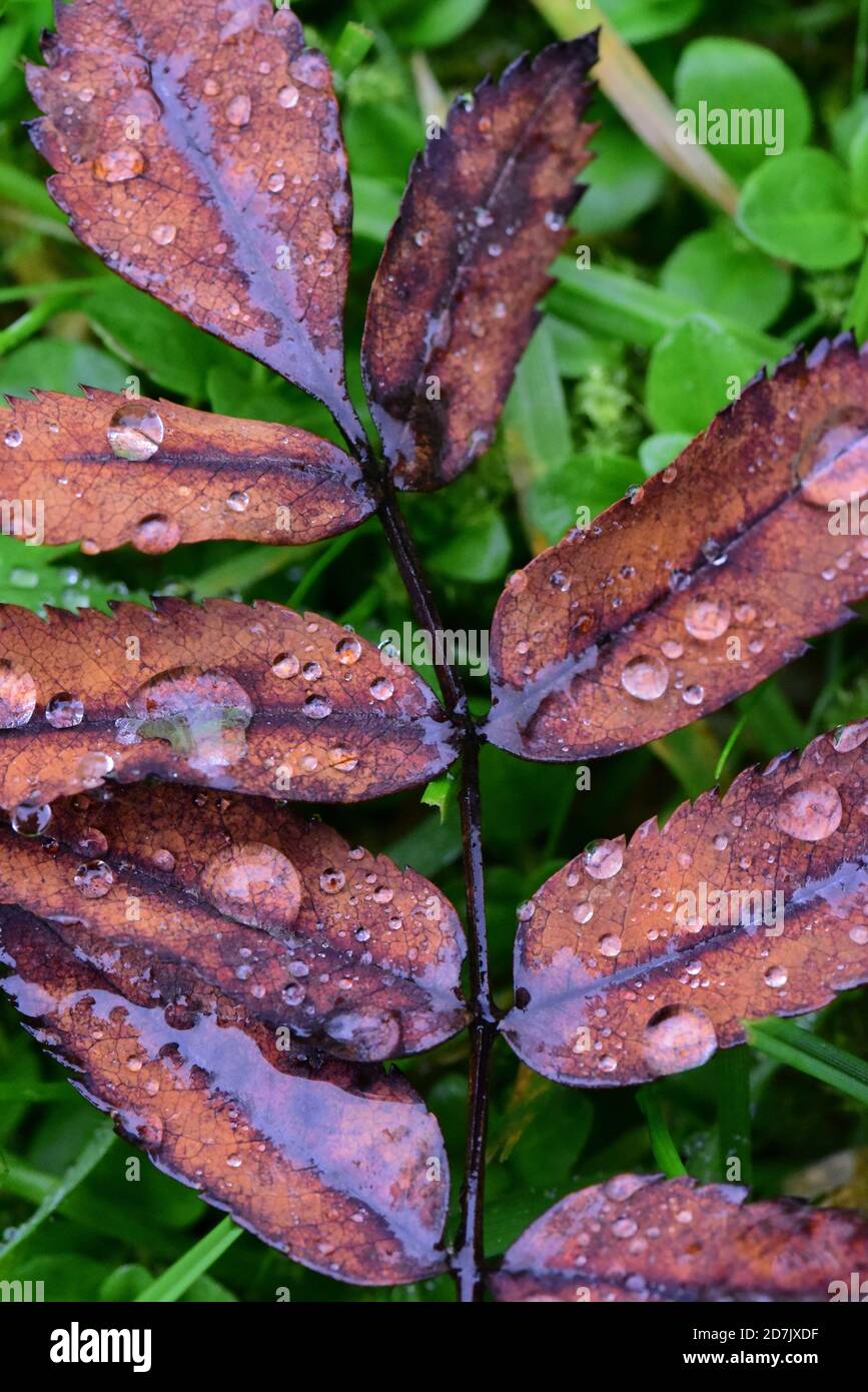 Foglie di Rowan Tree - colori autunnali con gocce di pioggia Foto Stock