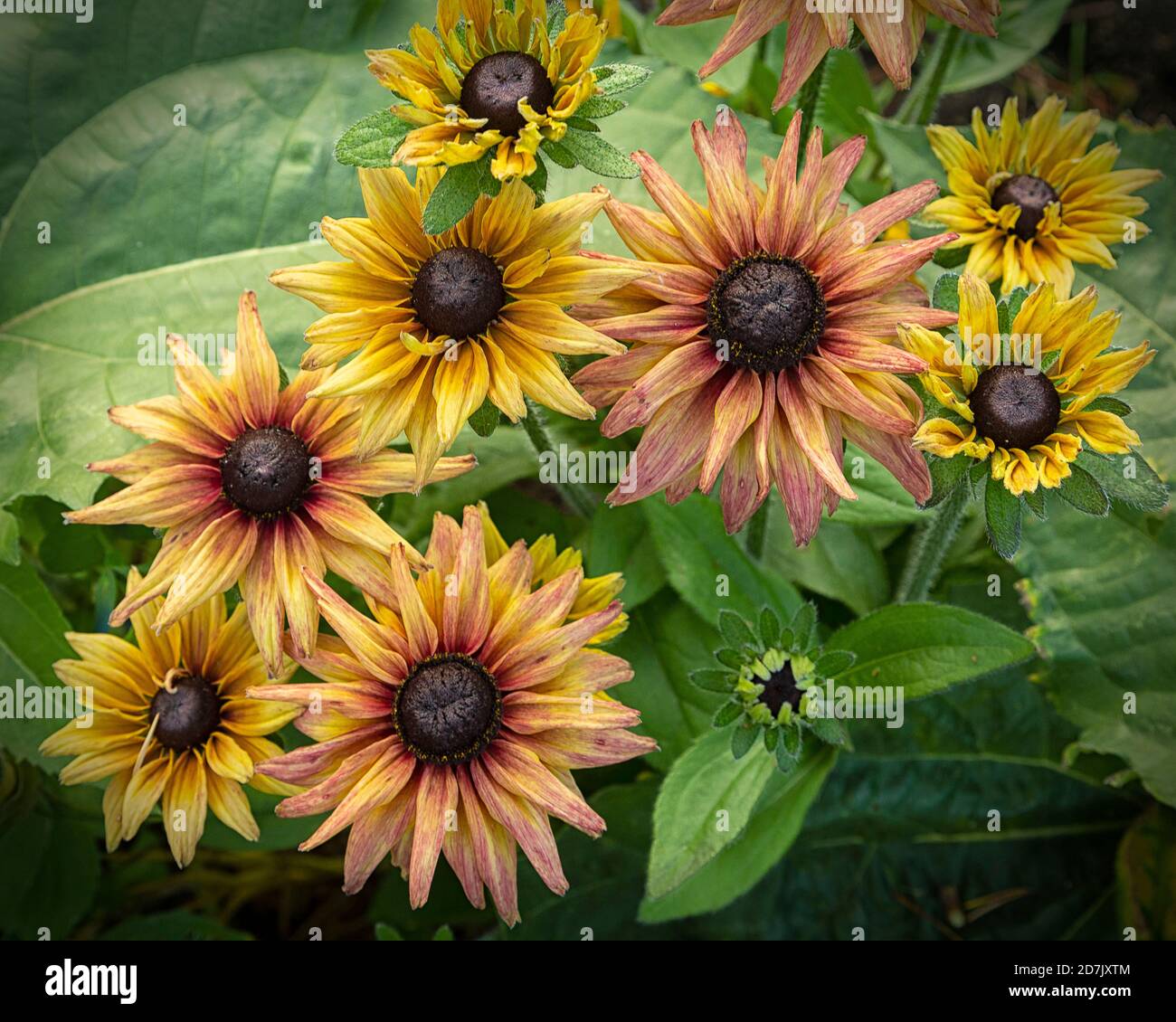 Un gruppo di fiori di Gaillardia ricco di colori autunnali. Foto Stock