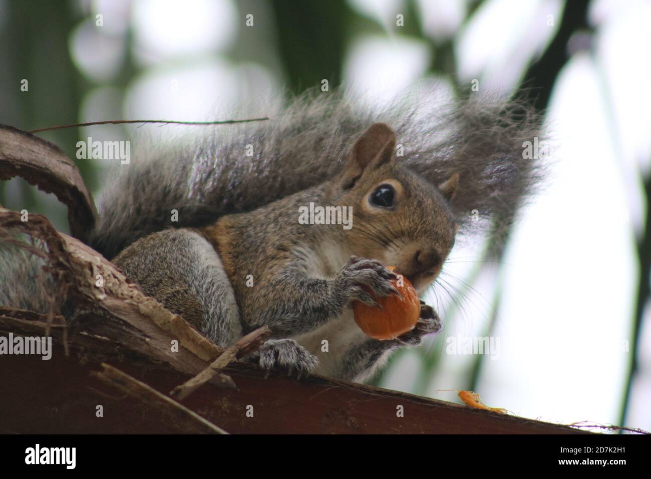 Scoiattolo che mangia un seme di cocco Foto Stock