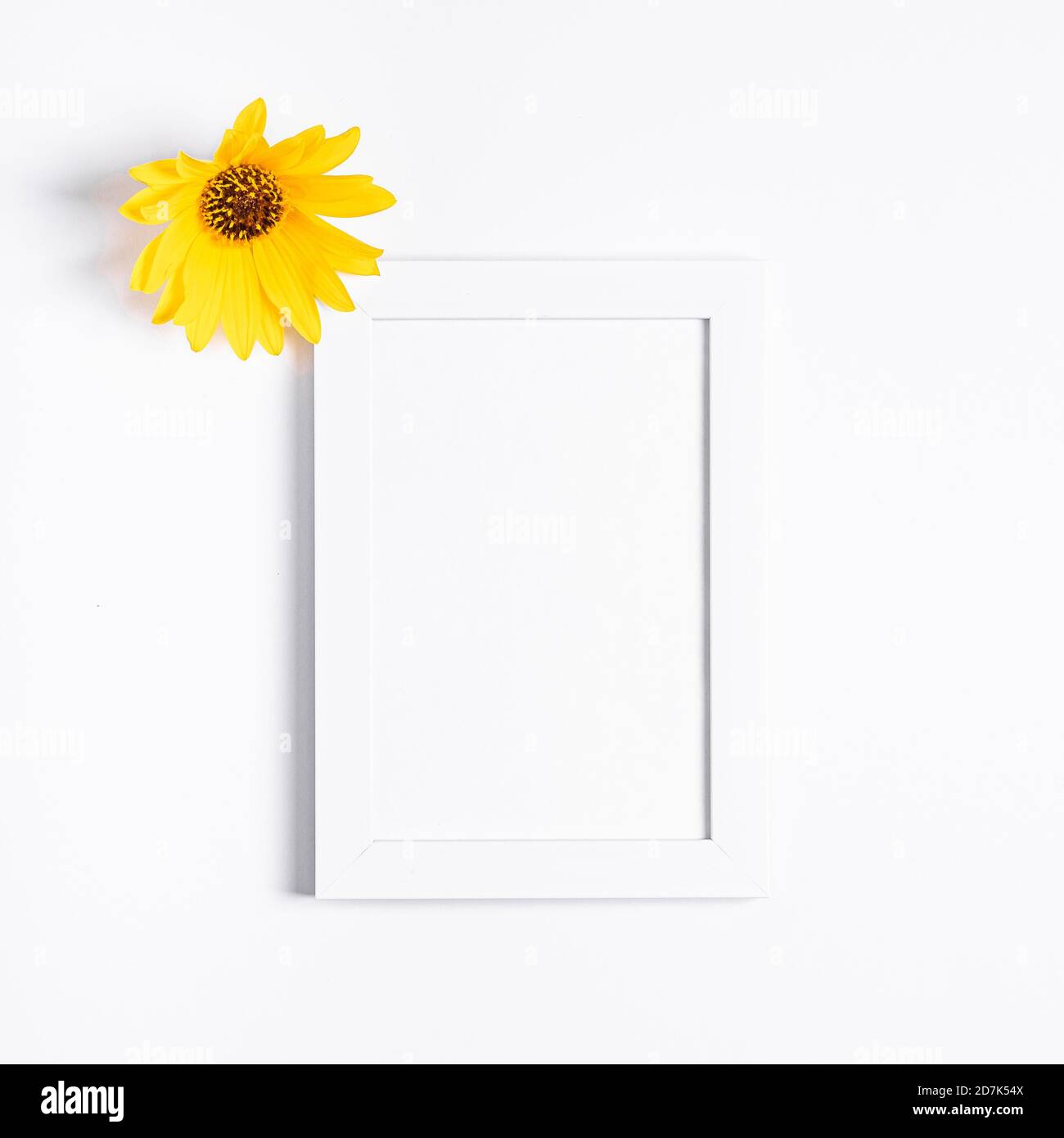 Cornice bianca vuota mock up con fiore giallo su sfondo bianco, piatto Foto Stock